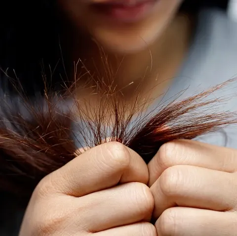 bercabang-hairmnl