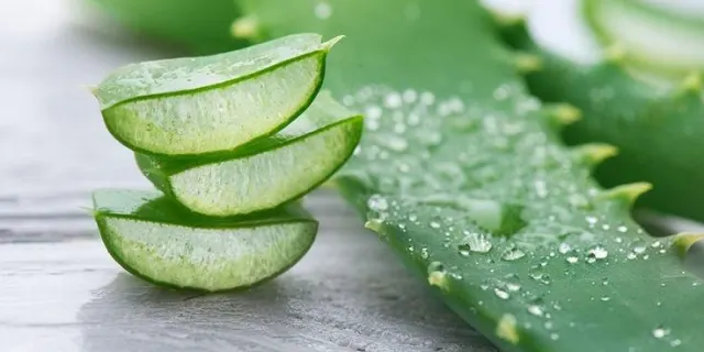 Menggunakan Lidah Buaya (Aloe Vera) untuk Menenangkan Kulit Kepala Gatal